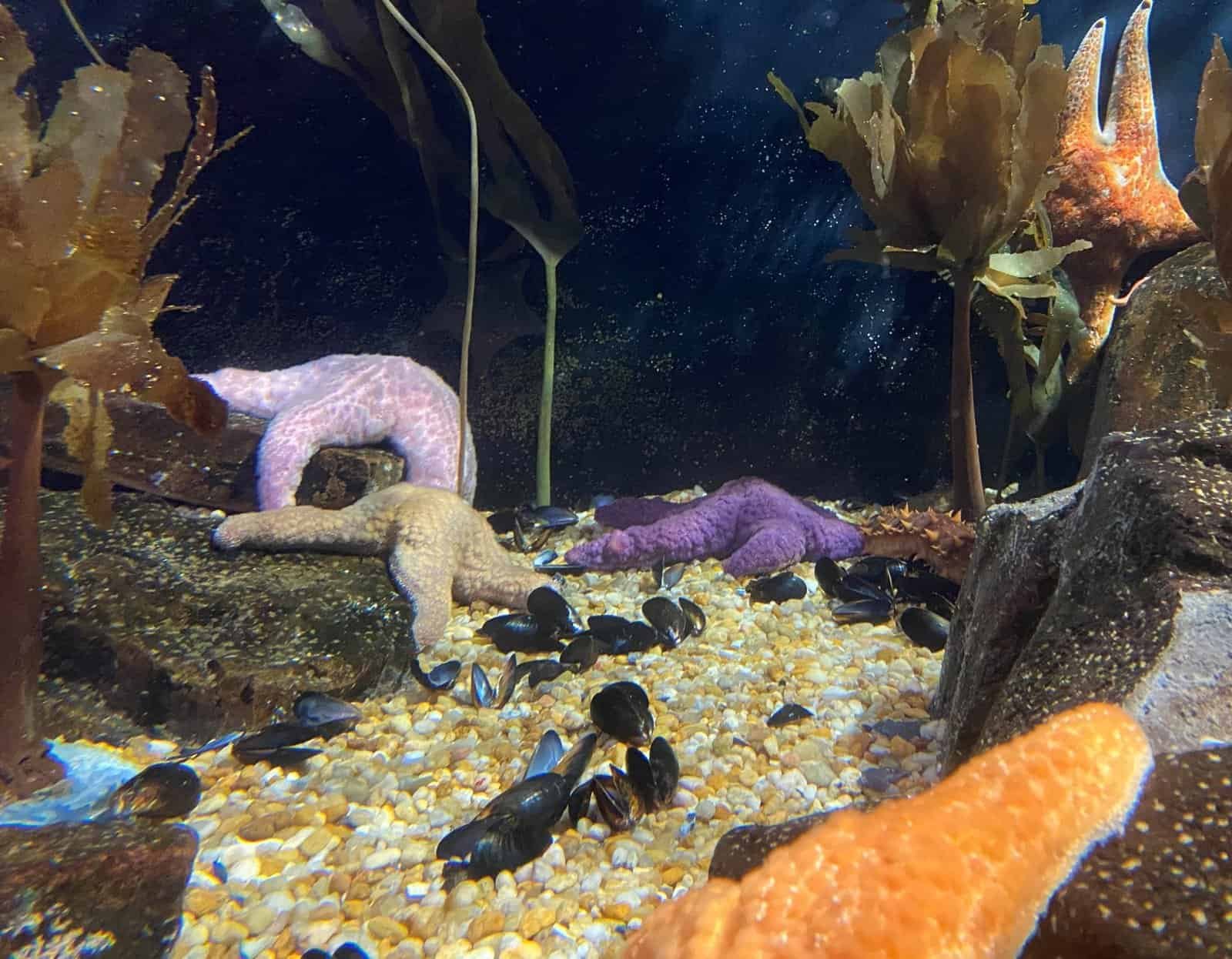 Purple, lilac, and brown starfish in a tank with seaweed at the Georgia Aquarium. 