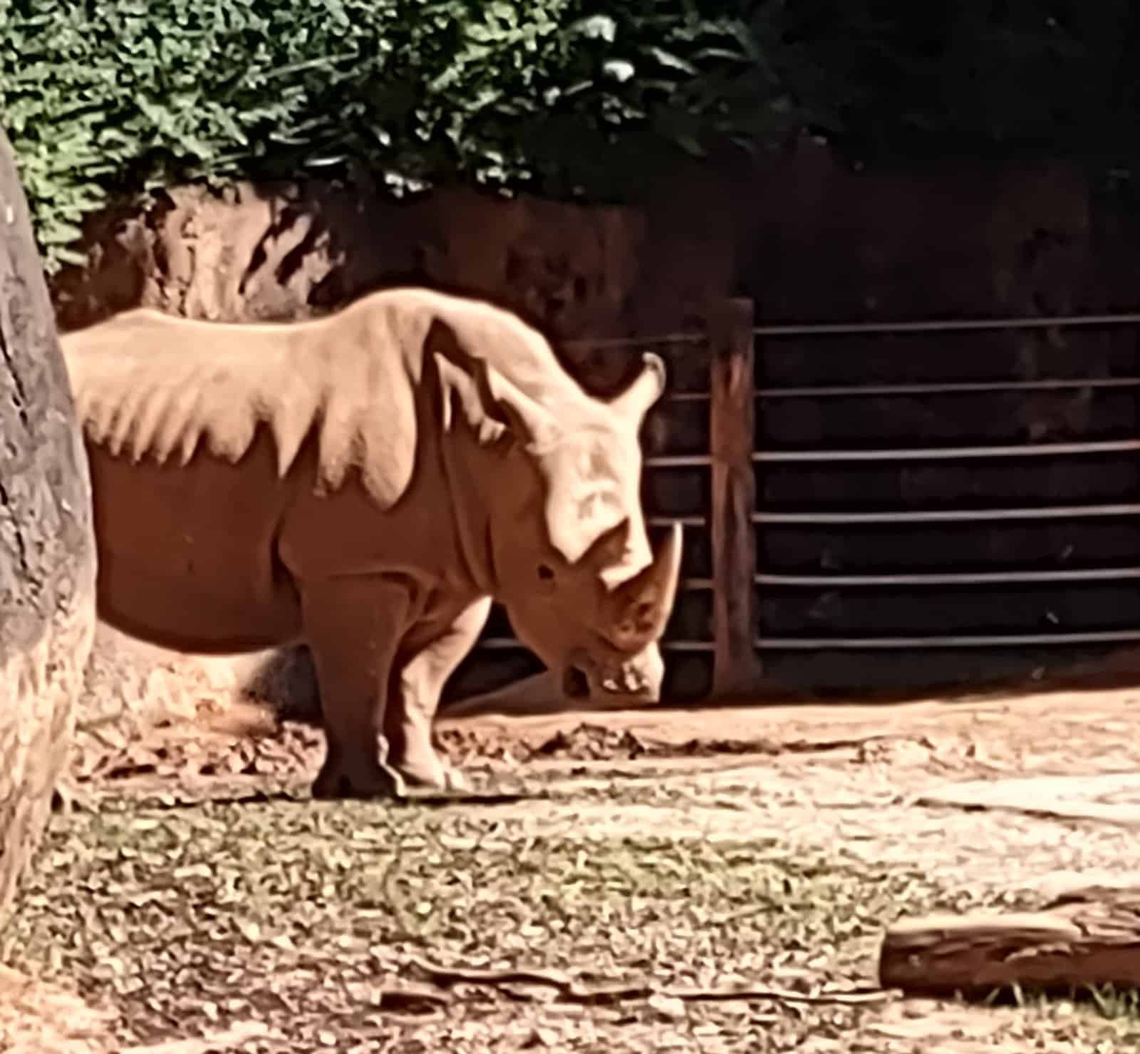 A rhino looking at the camera in his enclosure at the Atlanta Zoo.