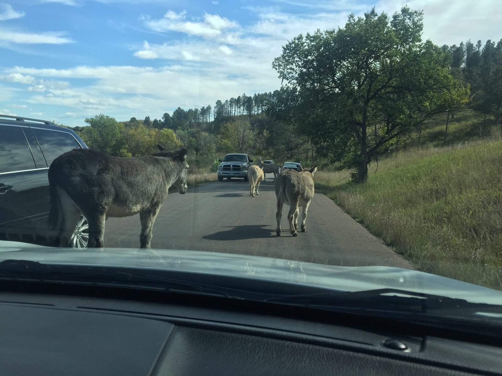 Feral Burros walking on the road in traffic in Custer State Park in South Dakota, something you can see on a road trip from Denver to South Dakota 
