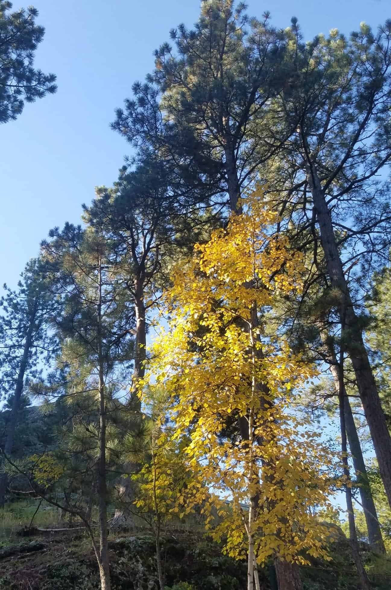Golden trees on Needles Highway, something you can see on a road trip from Denver to South Dakota