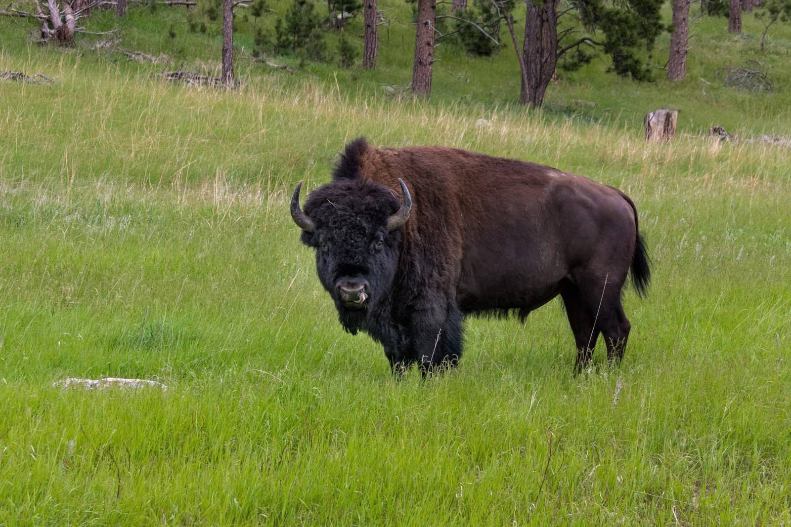 A bufflo standing in the field in Custer State Park, something you can see as part of an awesome 4 day South Dakota Itinerary.