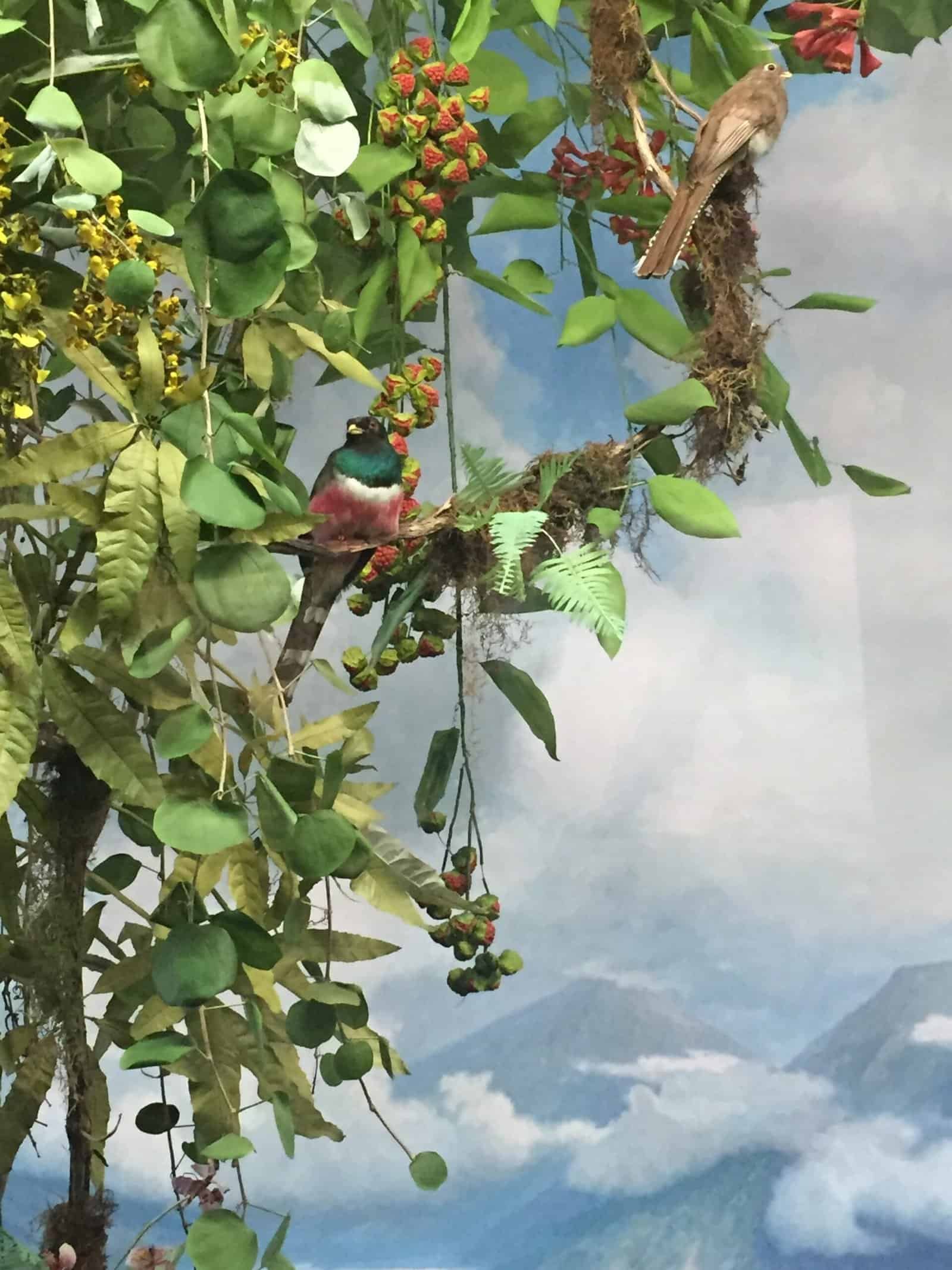Bird diorama at the Denver Museum of Nature & Science, one of the 6 things you should do on your first visit to Denver. 