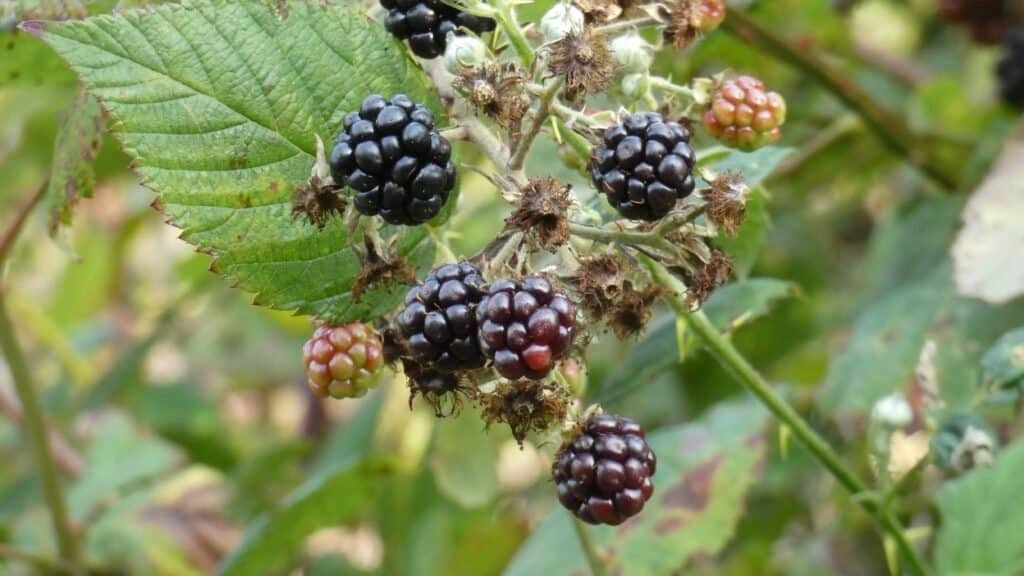 Close up of blackberry plants with ripe blackberries.