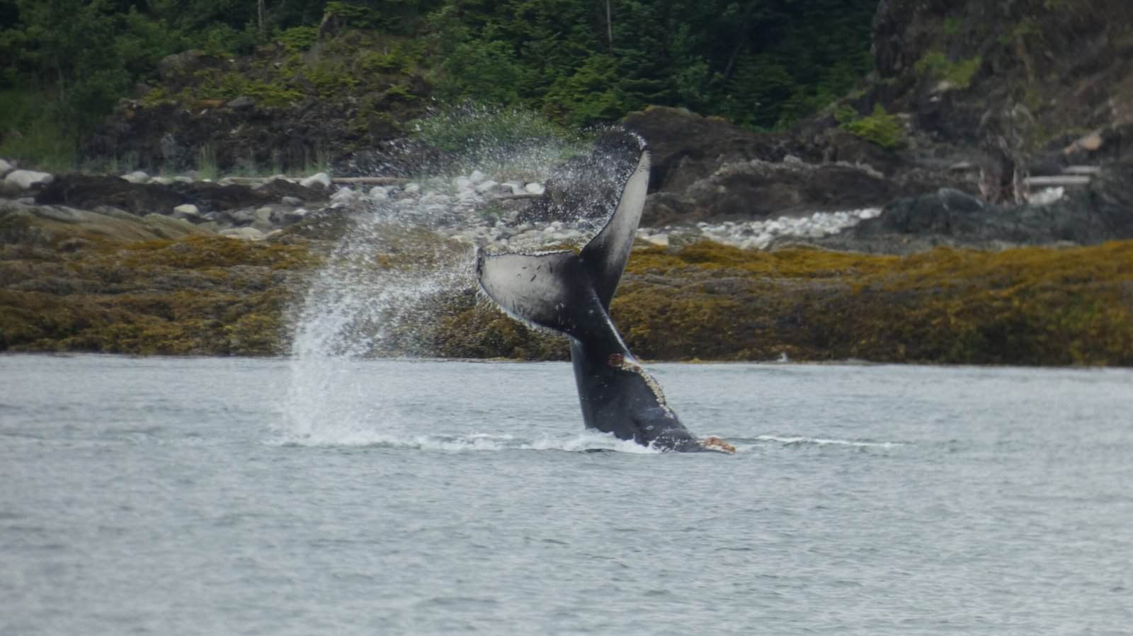 Baby whale tail spotted on an Alaska cruise excursion in Juneau booked by Jess Peterman Spokane travel advisor