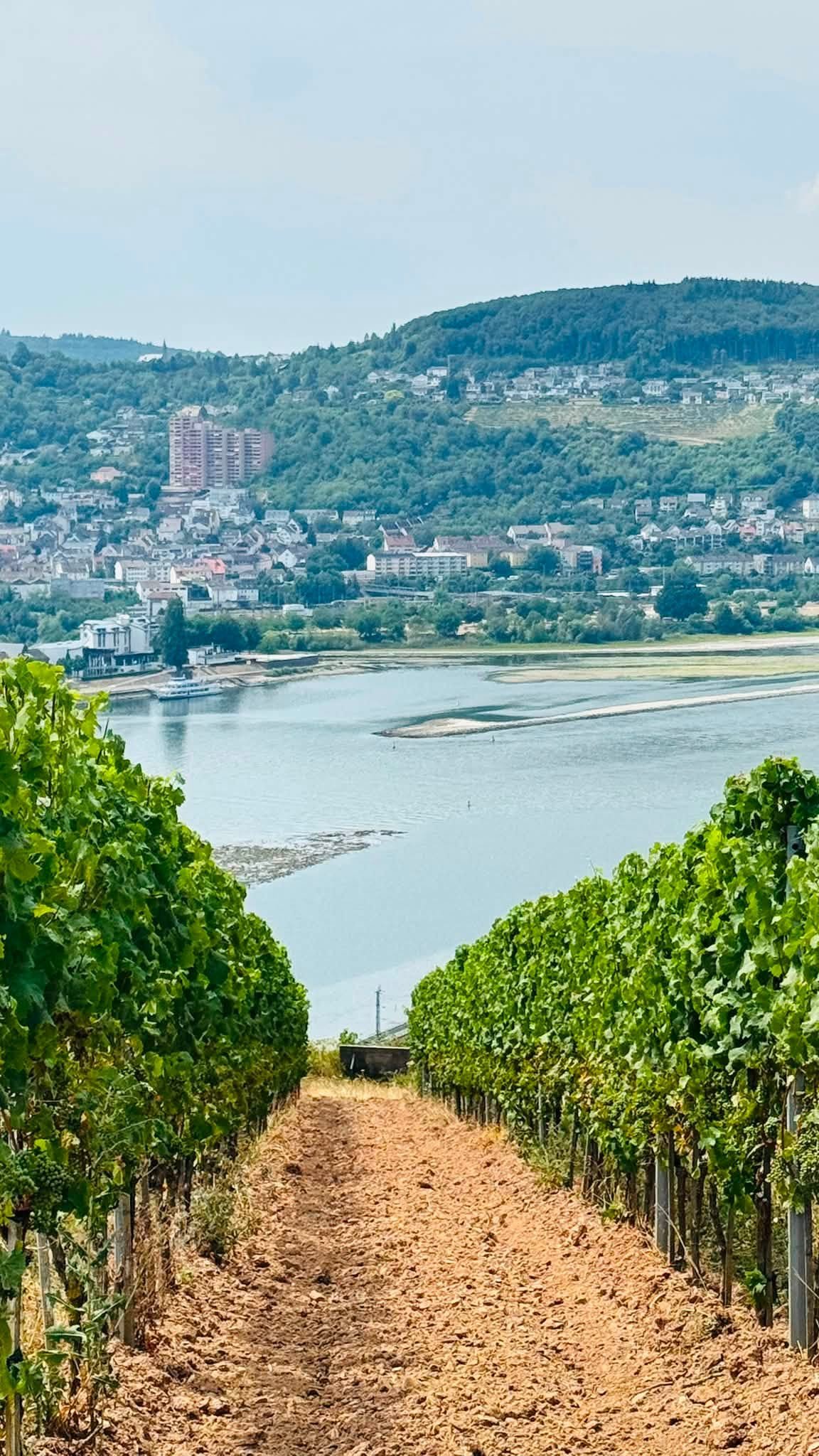 View through Rüdesheim vineyards toward exposed sandbars on the Rhine during low water